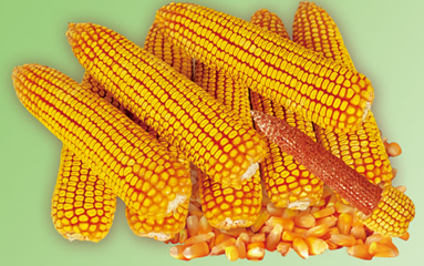 磐石玉米种子